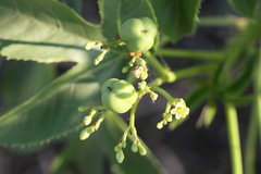 Jatropha glandulifera